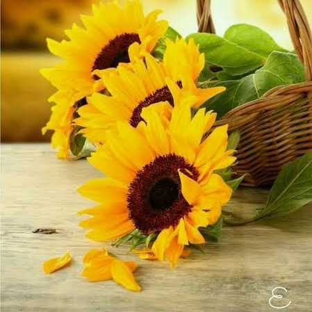 Lipi profile image of Lipi