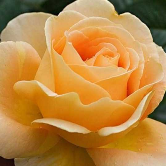 profile image of MADHURA SOMAN