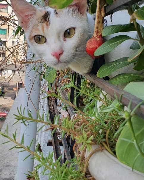 profile image of Poonam Mulekar