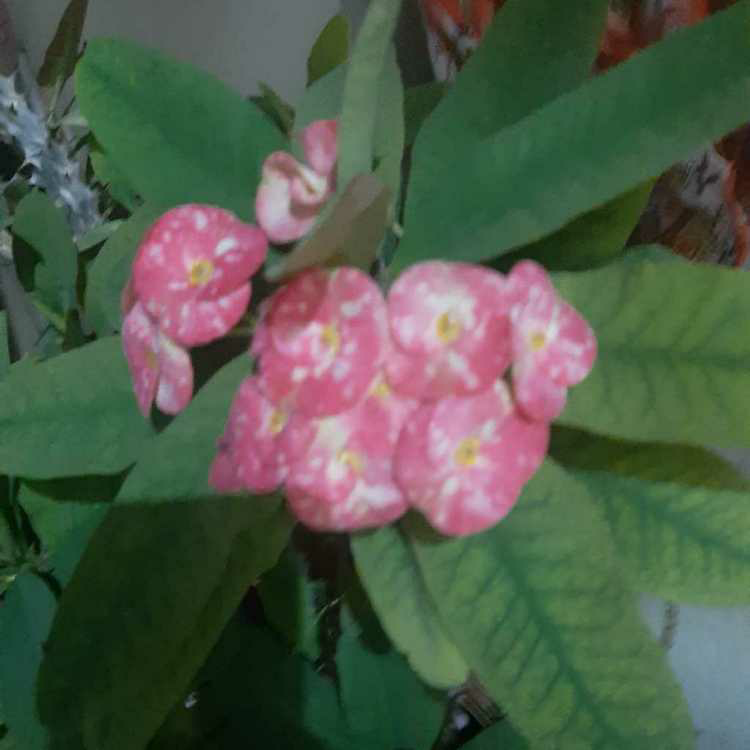 profile image of Alisa