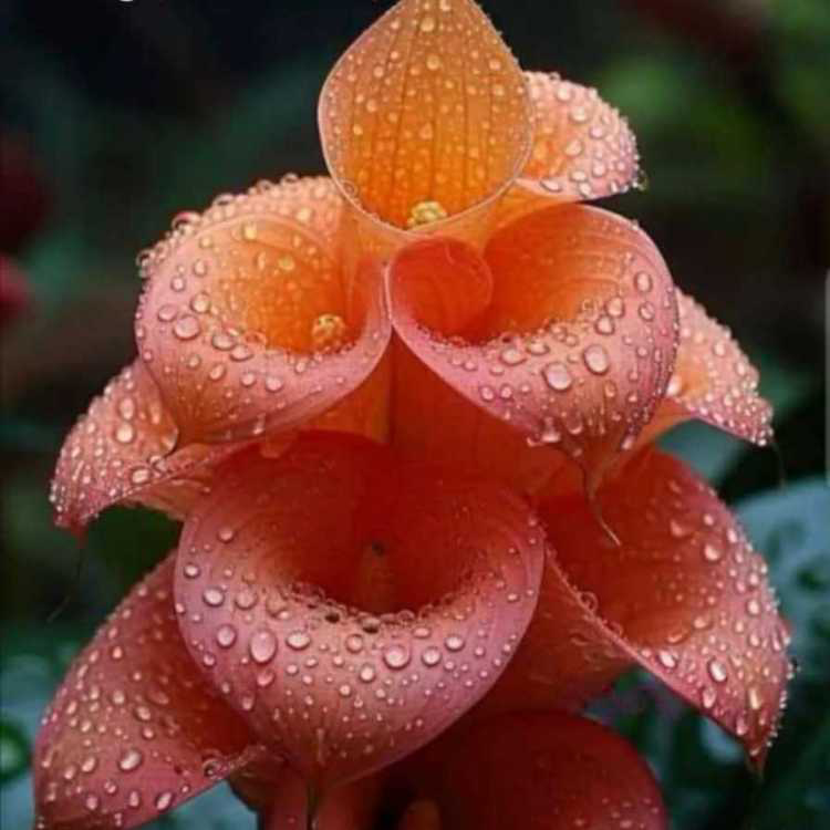 profile image of Saranya Dinakaran