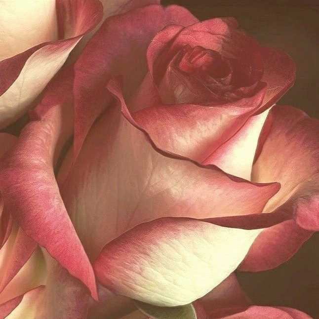 profile image of Lovey