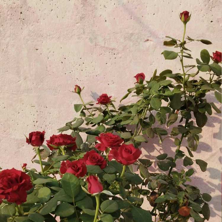 profile image of Vijaya durga N