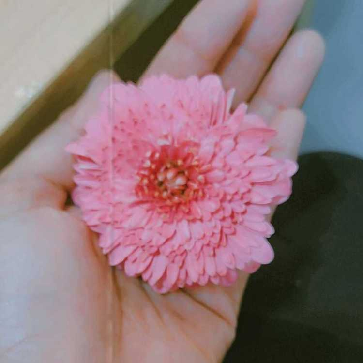 profile image of Farheen