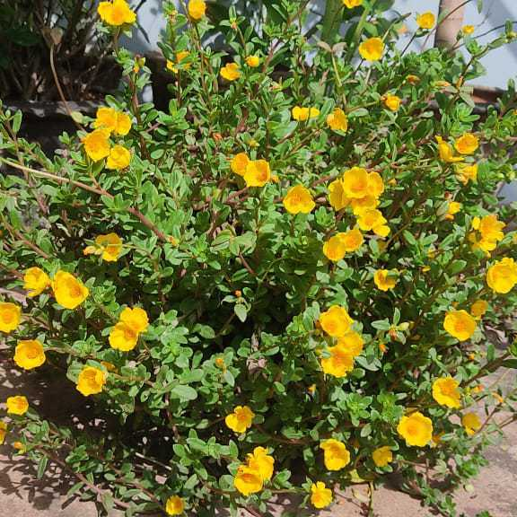 Shaik Karishma Begum profile image of Shaik Karishma Begum