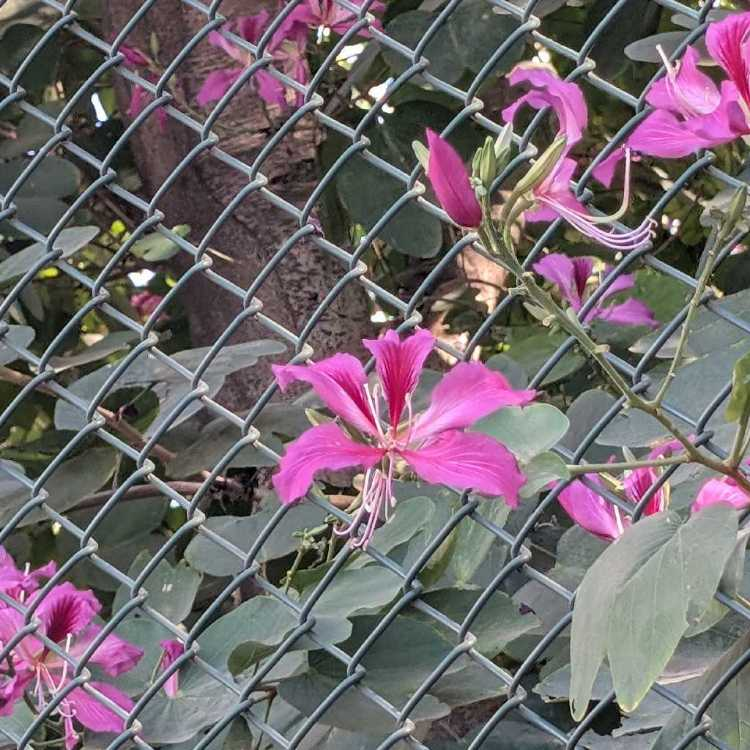 profile image of Urvi