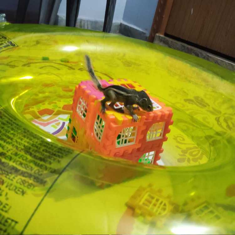 profile image of kavya kancharla