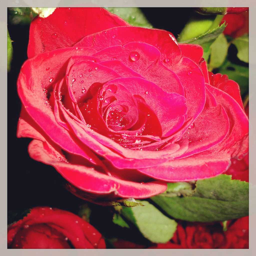 profile image of Kaveri