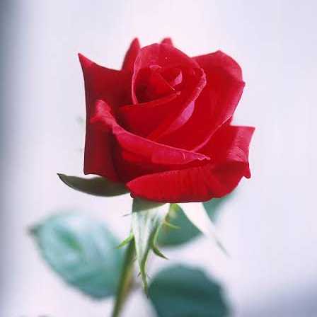 profile image of tina