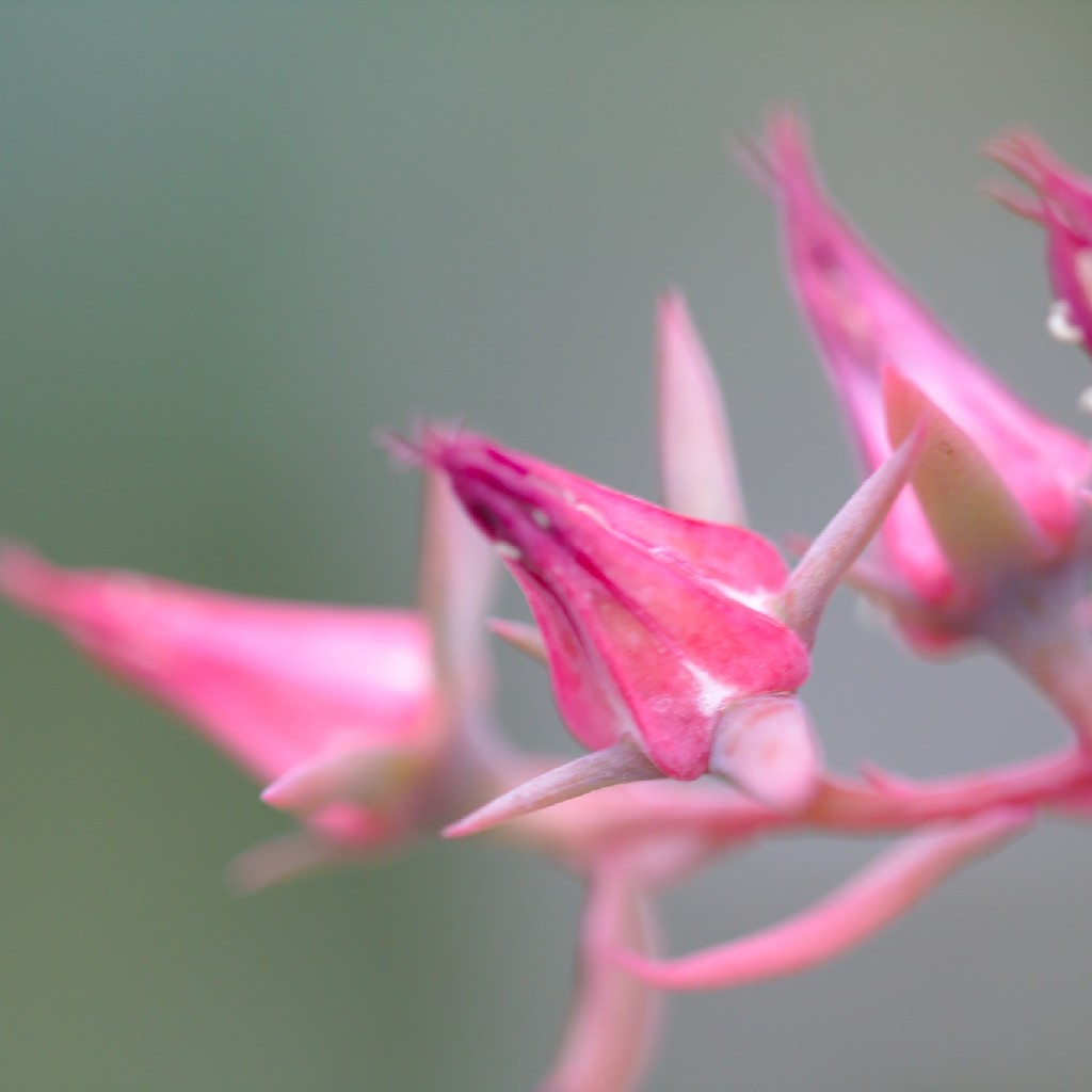 profile image of antara