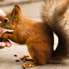 profile image of Shafrin banu