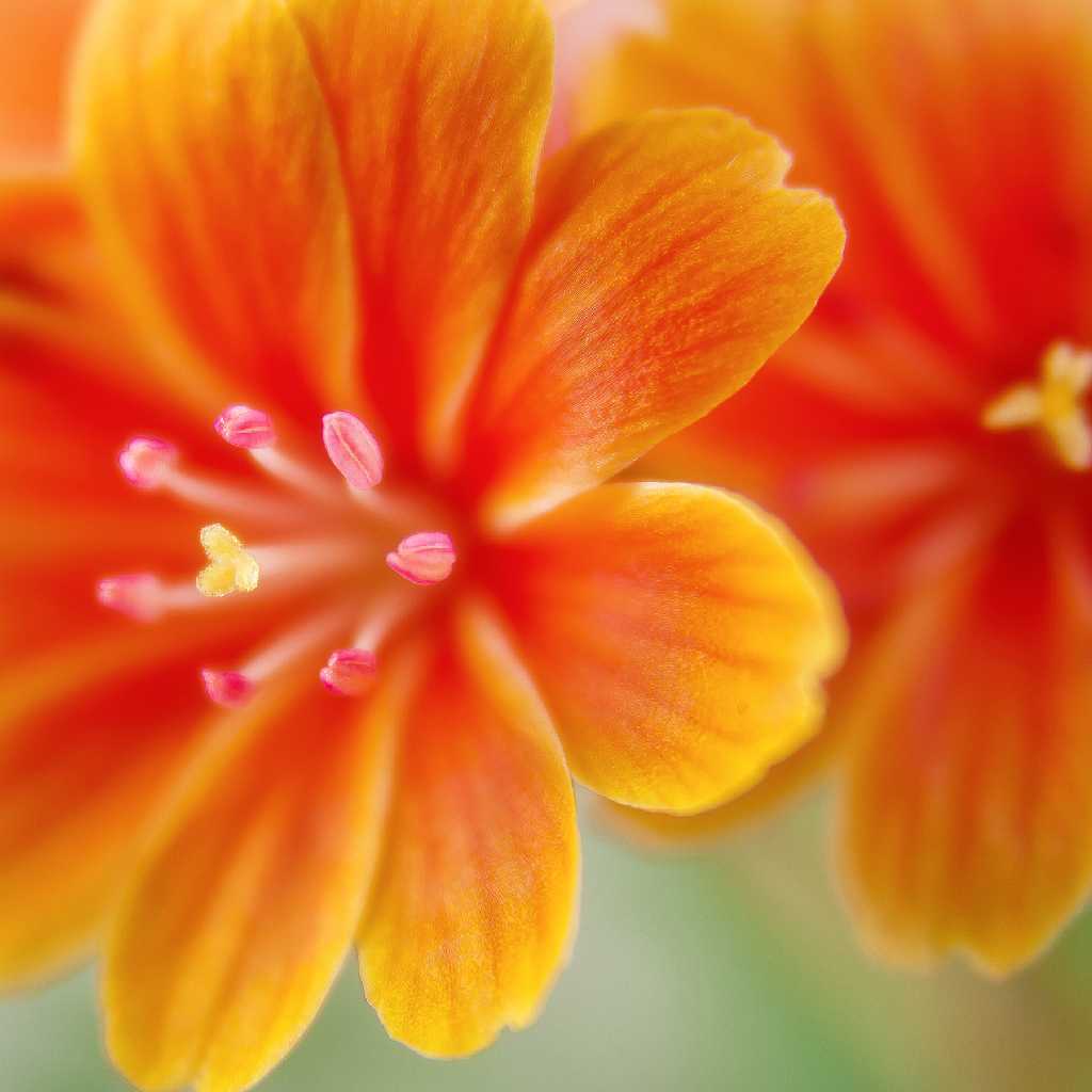 profile image of Rashmi