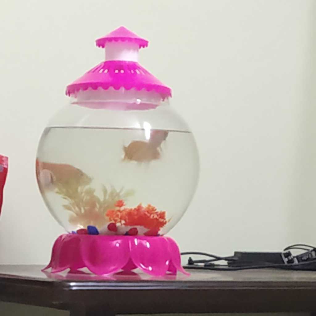 profile image of pranita